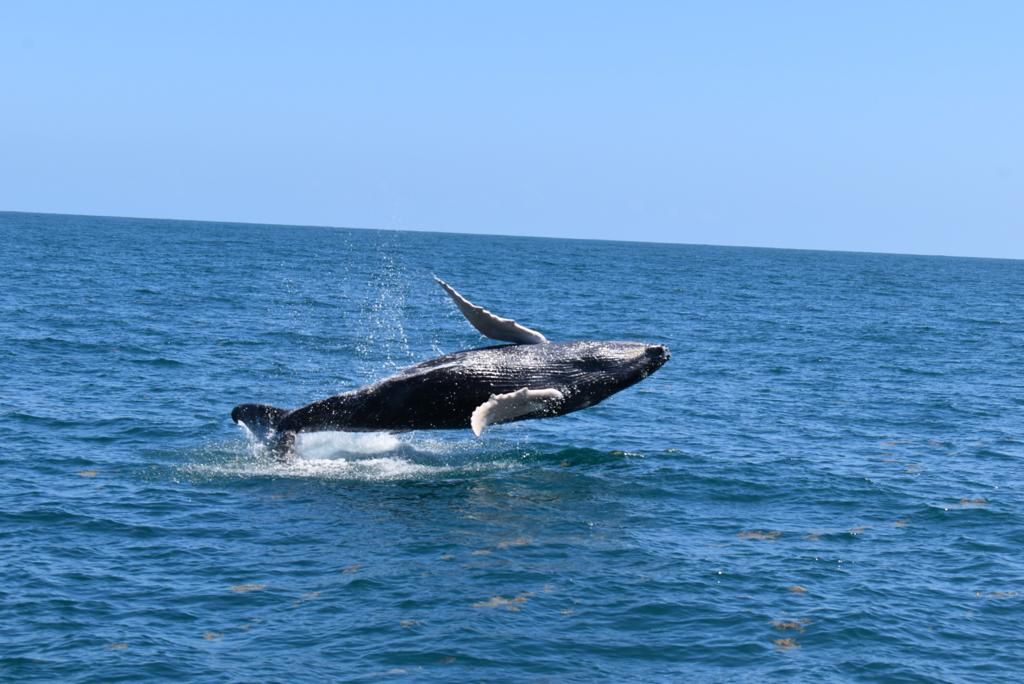 Samaná Ballenas